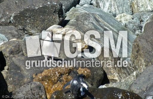 Dickschnabelpinguin (11 von 45).jpg